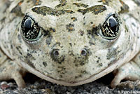 Great Basin Spadefoot