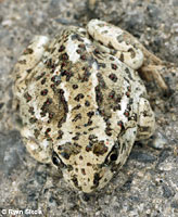 Great Basin Spadefoot