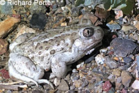 Great Basin Spadefoot