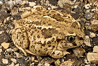 Great Basin Spadefoot