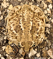 Great Basin Spadefoot