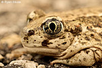 Great Basin Spadefoot