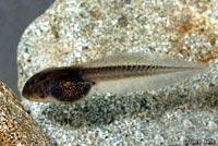 Great Basin Spadefoot Tadpole