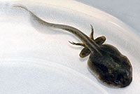 Great Basin Spadefoot Tadpole