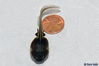 Great Basin Spadefoot Tadpole