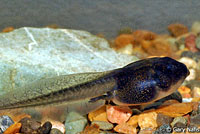 Great Basin Spadefoot Tadpole