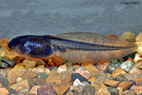 Great Basin Spadefoot Tadpole