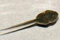 Great Basin Spadefoot Tadpole