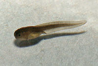 Great Basin Spadefoot Tadpole