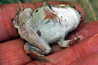 Great Basin Spadefoot