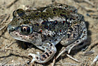 Great Basin Spadefoot