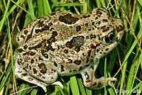 Great Basin Spadefoot