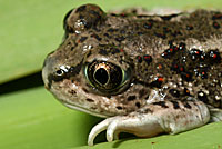 Great Basin Spadefoot