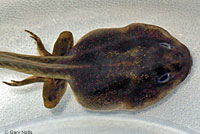 Great Basin Spadefoot Tadpole