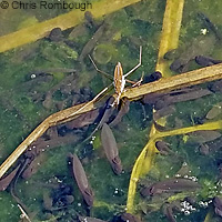 Western Spadefoot Tadpoles