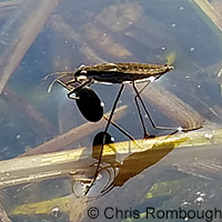 Western Spadefoot Tadpoles