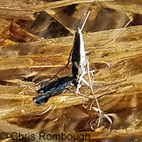 Western Spadefoot Tadpoles