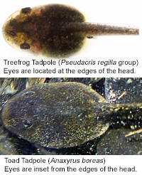 Sierran Treefrog Tadpole