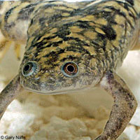 African Clawed Frog