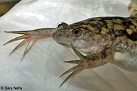 African Clawed Frog