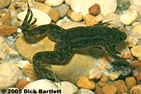 African Clawed Frog