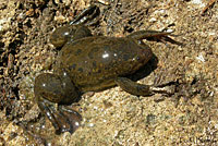 African Clawed Frog