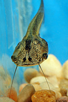 African Clawed Frog Tadpole