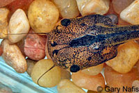 African Clawed Frog Tadpole