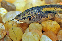 African Clawed Frog Tadpole