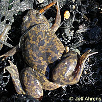 African Clawed Frog