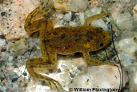 African Clawed Frog