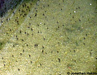 African Clawed Frog Tadpole