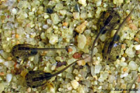 African Clawed Frog Tadpole