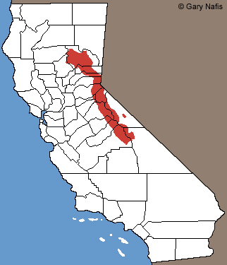 Southern Mountain Yellow-legged Frog Habitat