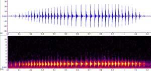 sonogram