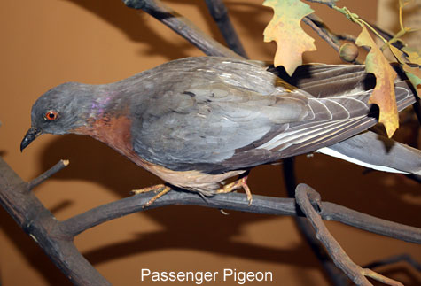 passenger pigeon