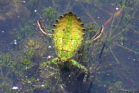 tiger salamander habitat