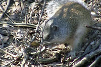 narcisse squirrel