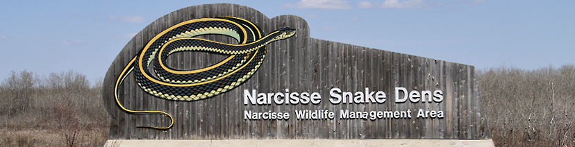 narcisse dens sign