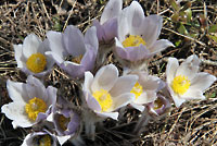 prairie crocus