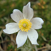 prairie crocus