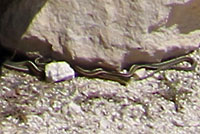 Red-sided Gartersnake