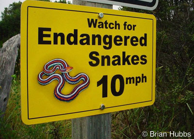 snake sign