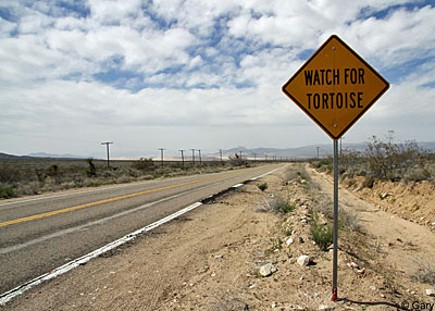 Tortoise Sign