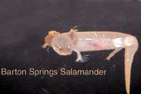 Barton Springs Salamander