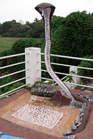 Cobra Shower Goa India