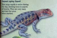 lizard sign