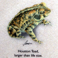 houston toad