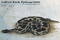 Rattlesnake Sign