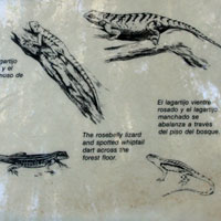 lizard sign